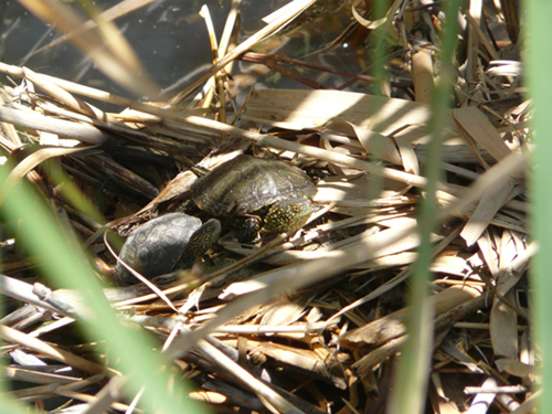 Emys trinacris-testuggine palustre siciliana